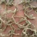 湖北产地野生石菖蒲