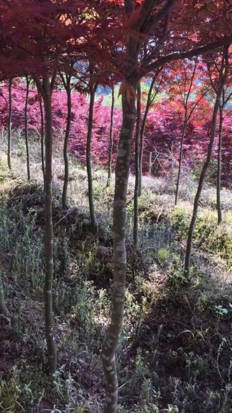 三季红红枫，大火球，颜色很正！