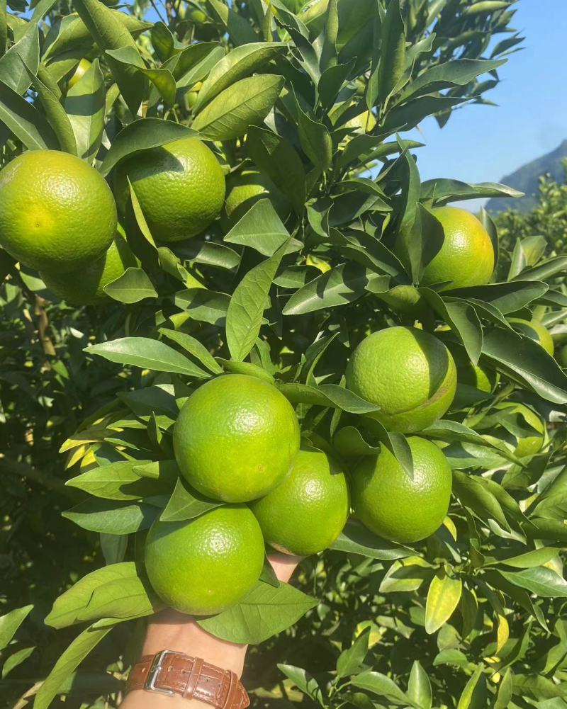 广西的红心橙，大量上市，专业代办，货源稳定！可视频看货