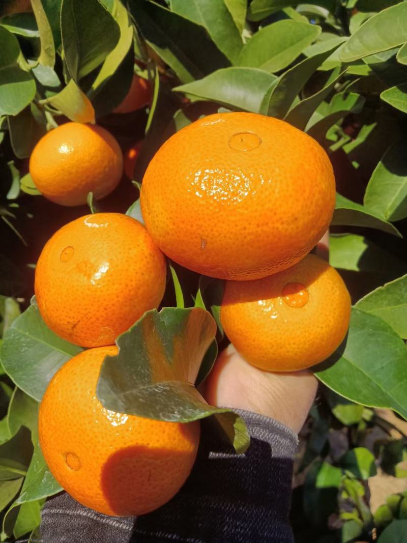 广西桂林精品金秋沙糖桔，口感好化渣，皮毛好，亮度好。