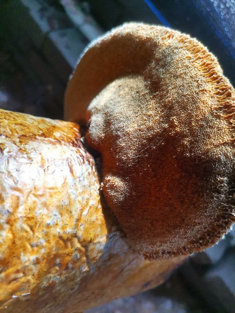 【推荐】菌棒，桑黄菌棒