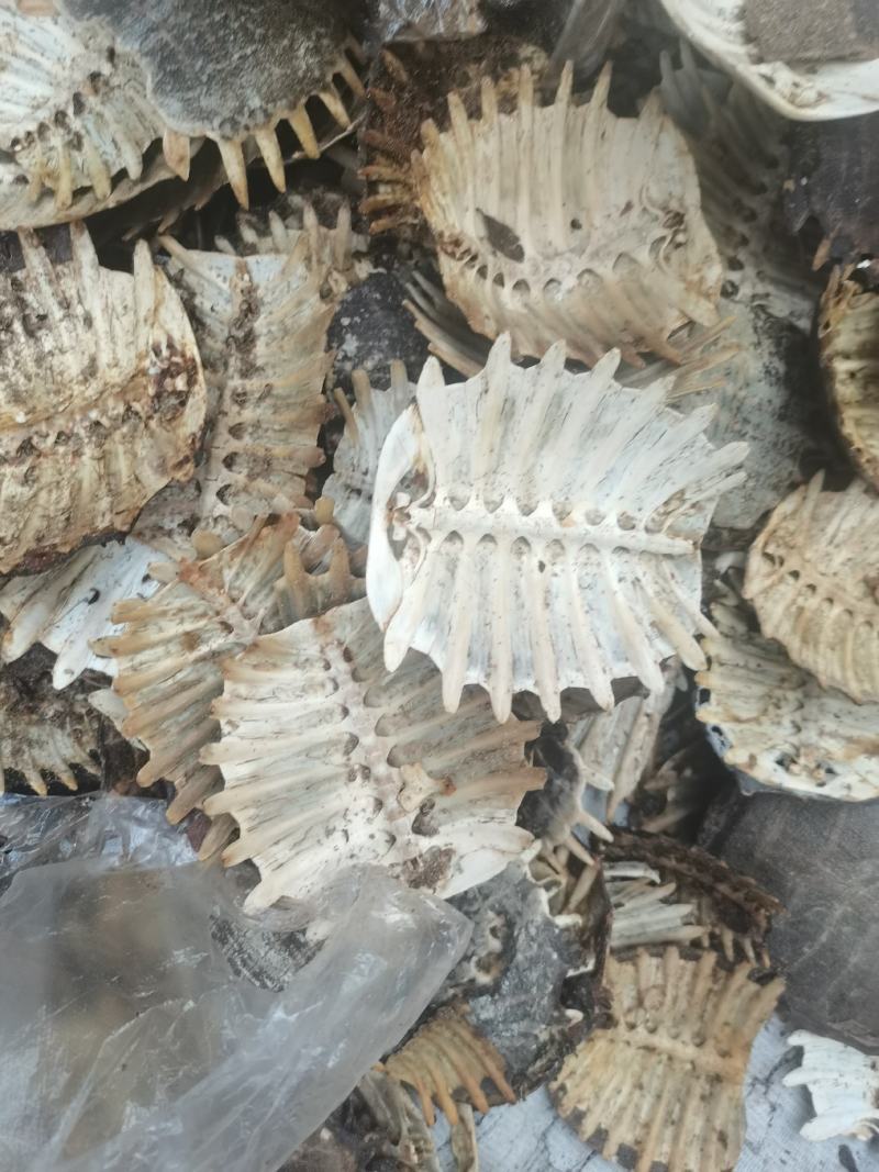 湖北产地大鳖甲壳（甲鱼壳）