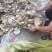 湖北产地大鳖甲壳（甲鱼壳）