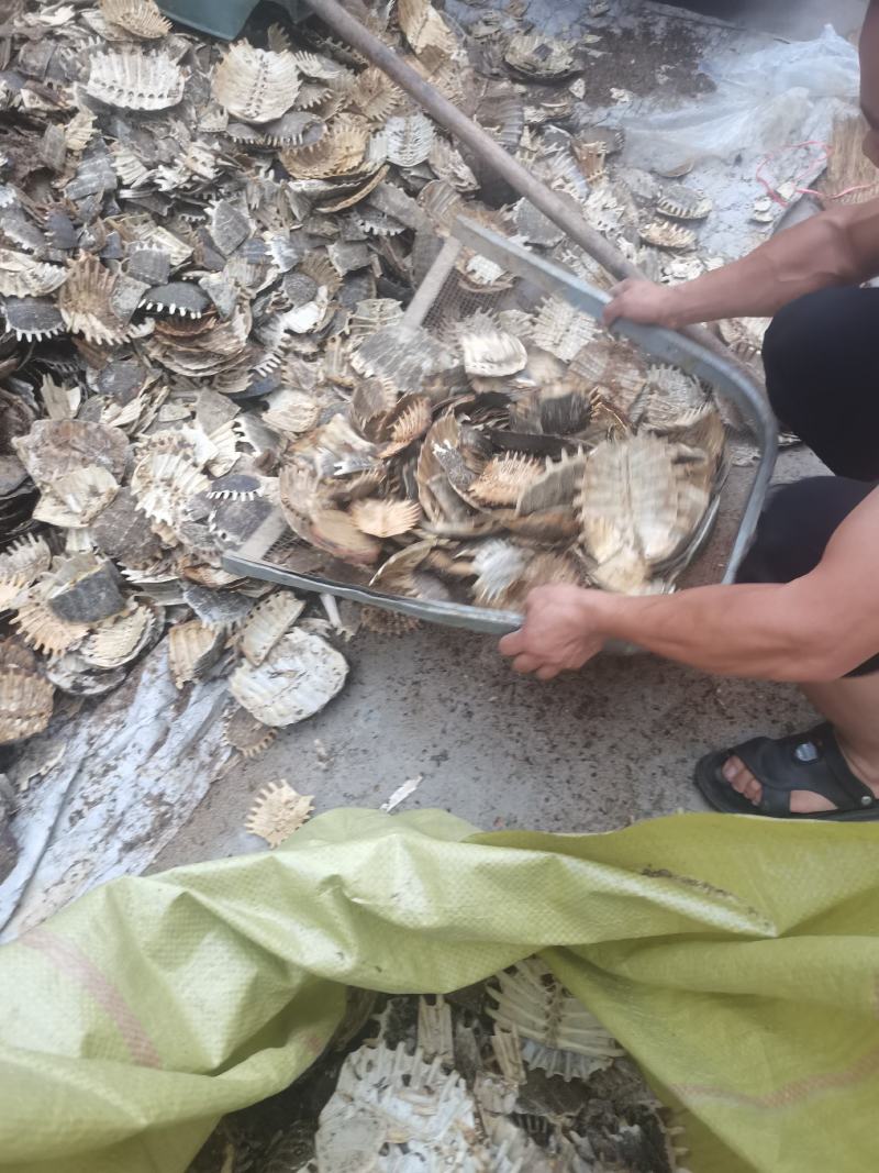 湖北产地大鳖甲壳（甲鱼壳）