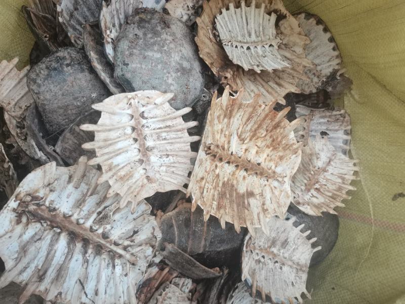 湖北产地大鳖甲壳（甲鱼壳）