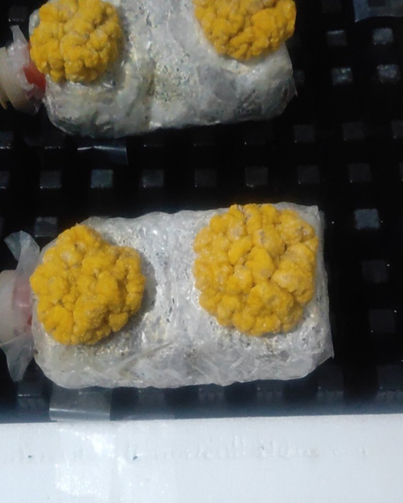 金耳菌包