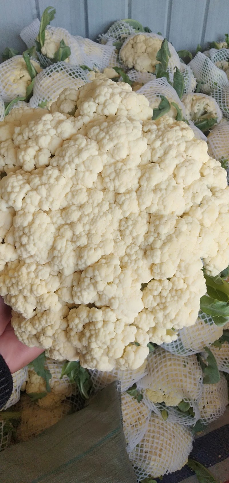 花菜，鲜菜，净菜，散花，乳白色，青梗，小米粒，个头均匀。