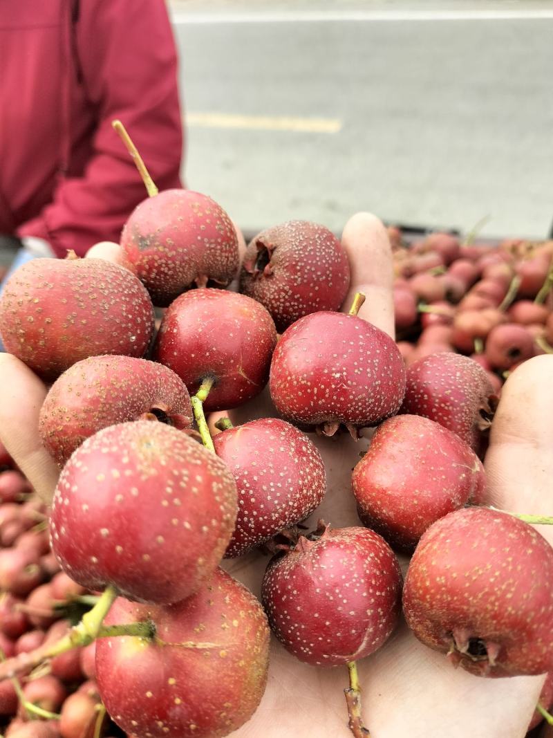 大金星山楂，无虫，无疤，手工挑选，做糖葫芦不化糖。