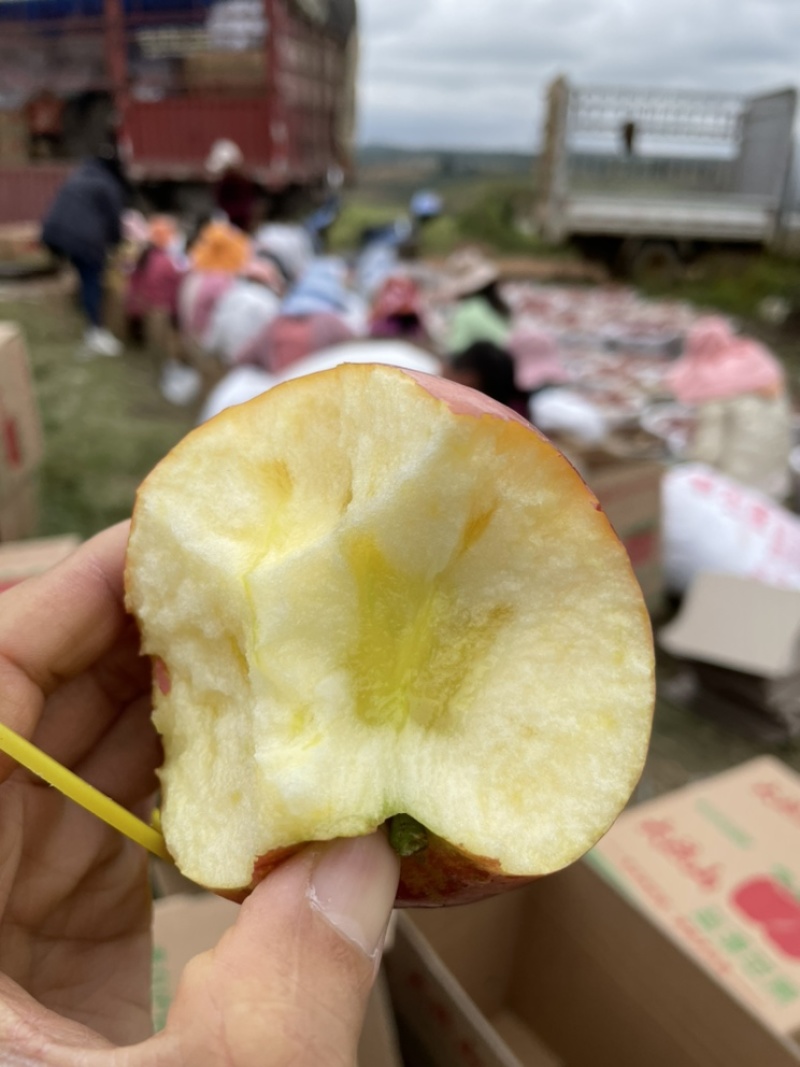 盐源糖心苹果产地直供