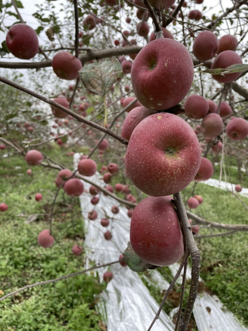 盐源糖心苹果产地直供