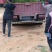 栓皮栎苗，栓皮栎袋苗，麻栗苗，麻栎苗
