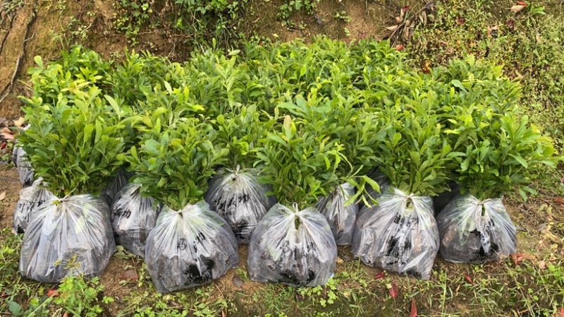 栓皮栎苗，栓皮栎袋苗，麻栗苗，麻栎苗