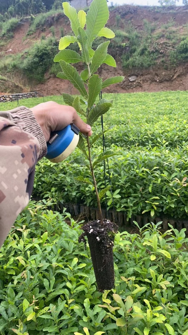 栓皮栎苗，栓皮栎袋苗，麻栗苗，麻栎苗