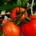 精品大红西红柿番茄普罗旺世西红柿，电商货，超市货