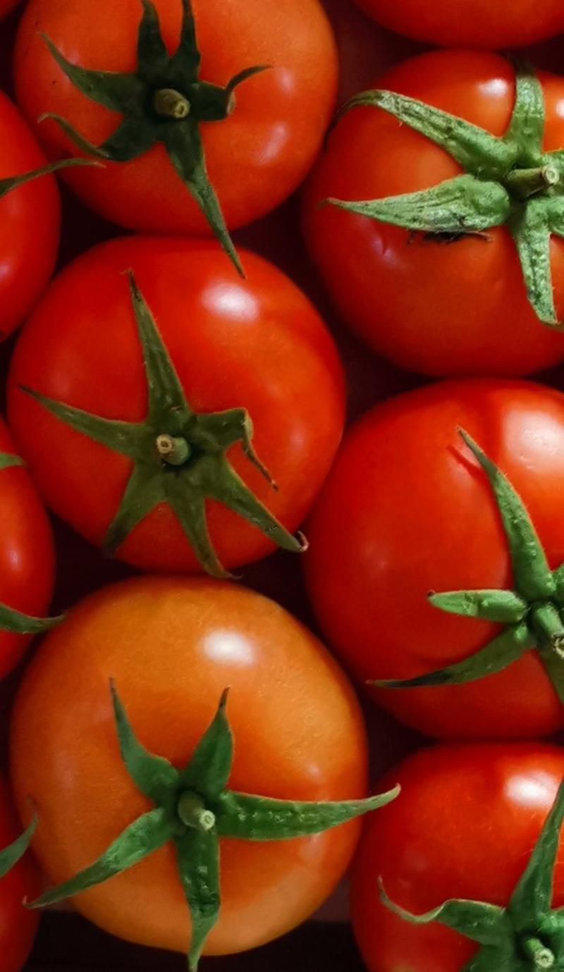 精品大红西红柿番茄普罗旺世西红柿，电商货，超市货