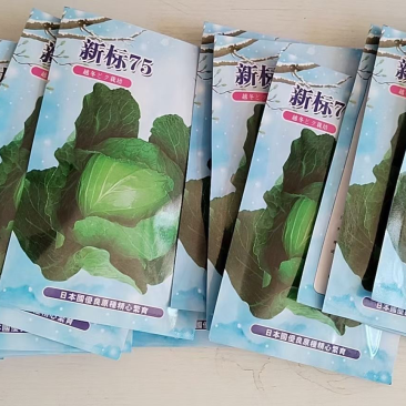 新标75，雪地越冬甘蓝种子，种子大量有货