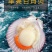 北海厂家半壳日月贝批发飞螺带子欢迎代理商咨询