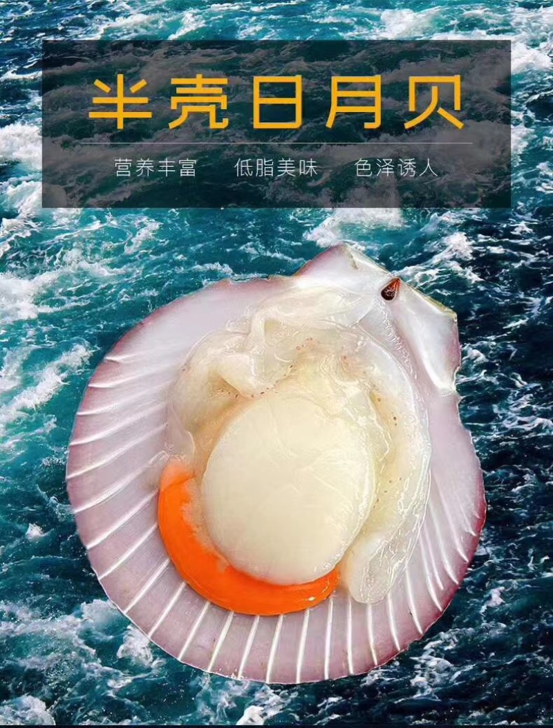 北海厂家半壳日月贝批发飞螺带子欢迎代理商咨询