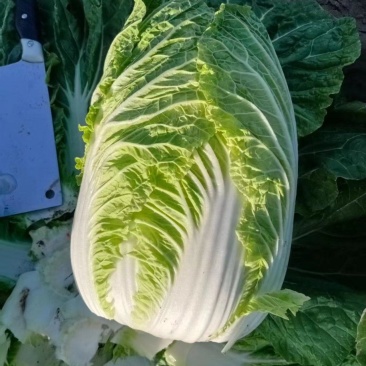 内蒙古通辽市开鲁县白菜大量上市精品黄包芯菜大量供应