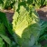 内蒙古通辽市开鲁县白菜大量上市精品黄包芯菜大量供应