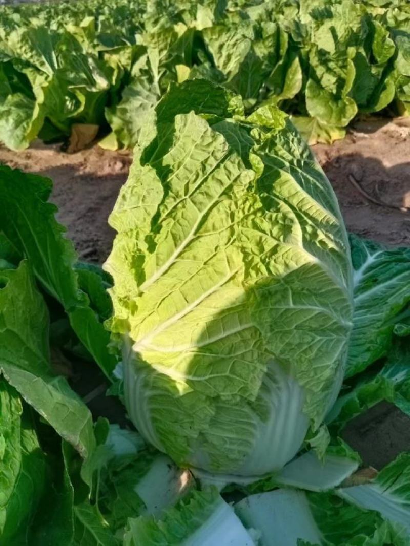 内蒙古通辽市开鲁县白菜大量上市精品黄包芯菜大量供应