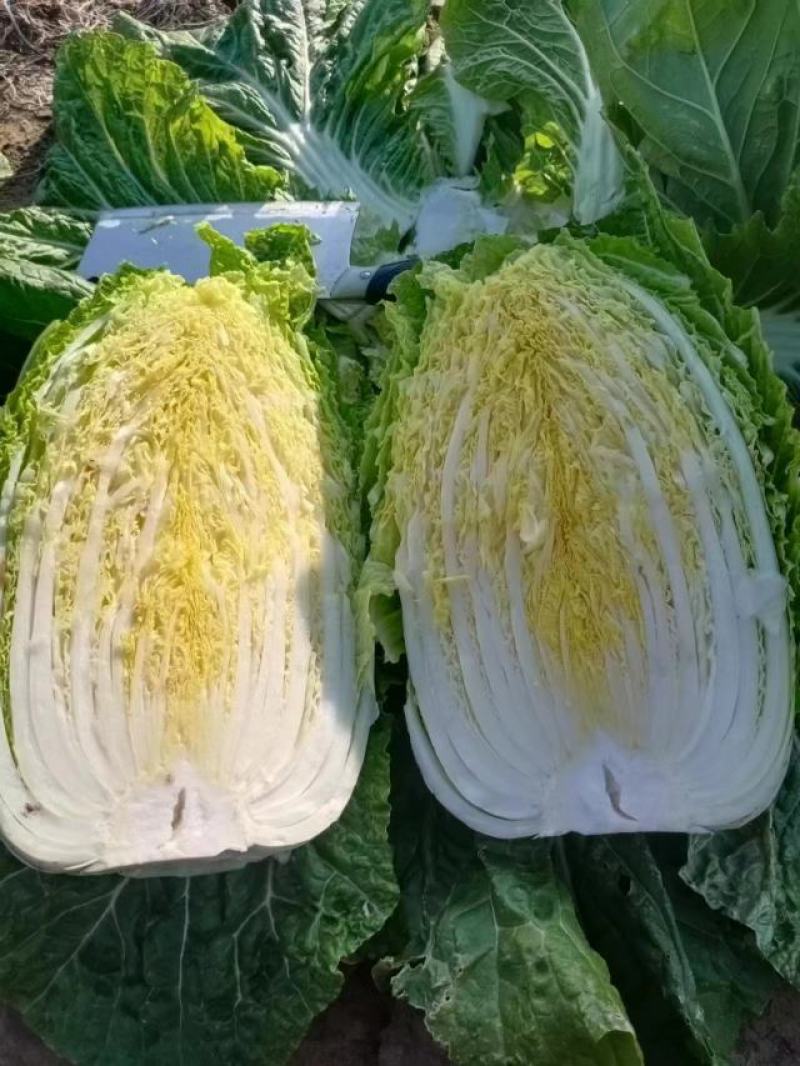 内蒙古通辽市开鲁县白菜大量上市精品黄包芯菜大量供应