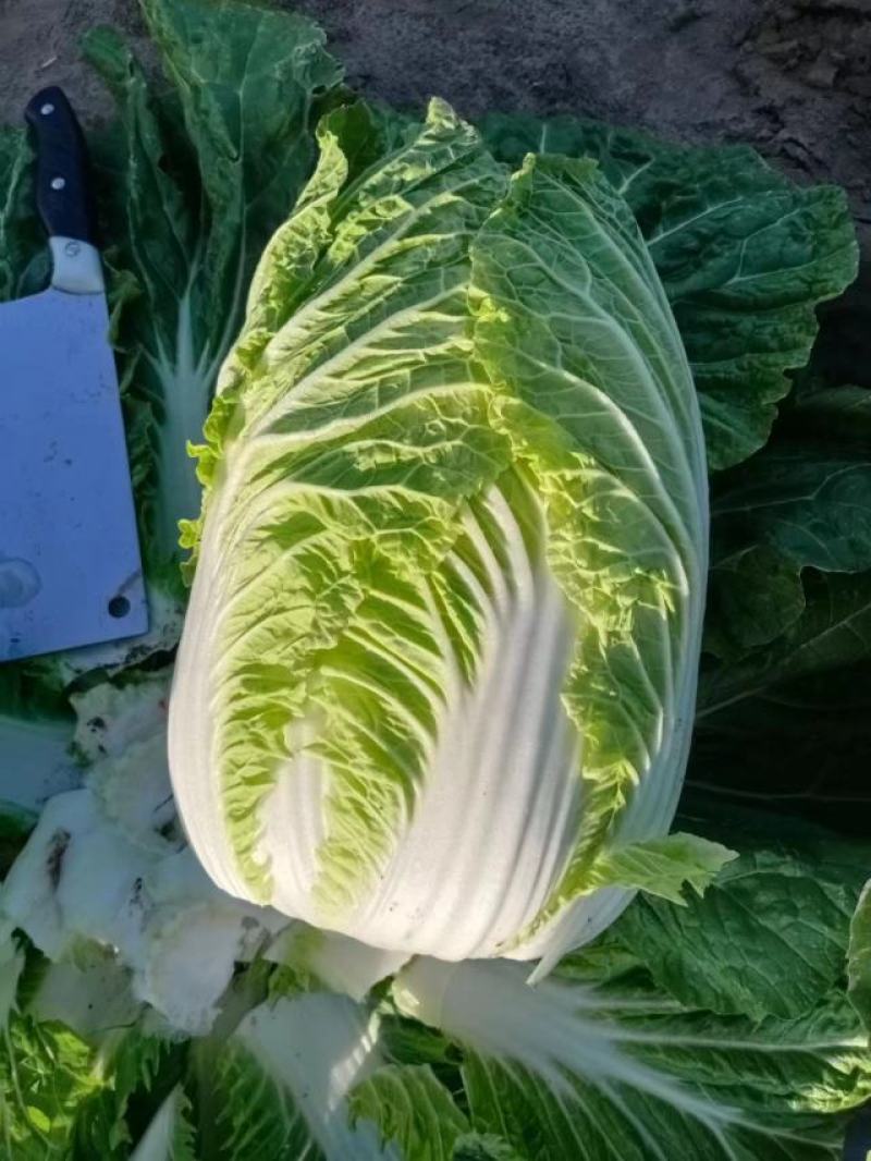 内蒙古通辽市开鲁县白菜大量上市精品黄包芯菜大量供应