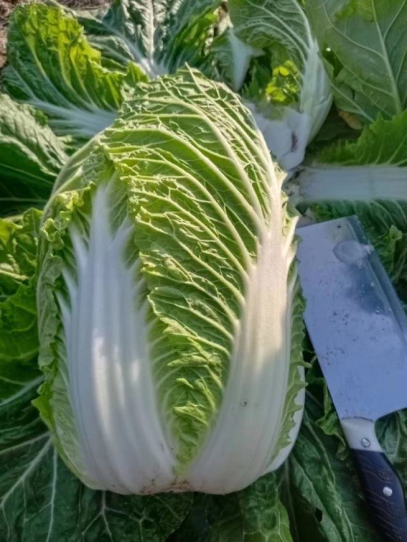 内蒙古通辽市开鲁县白菜大量上市精品黄包芯菜大量供应