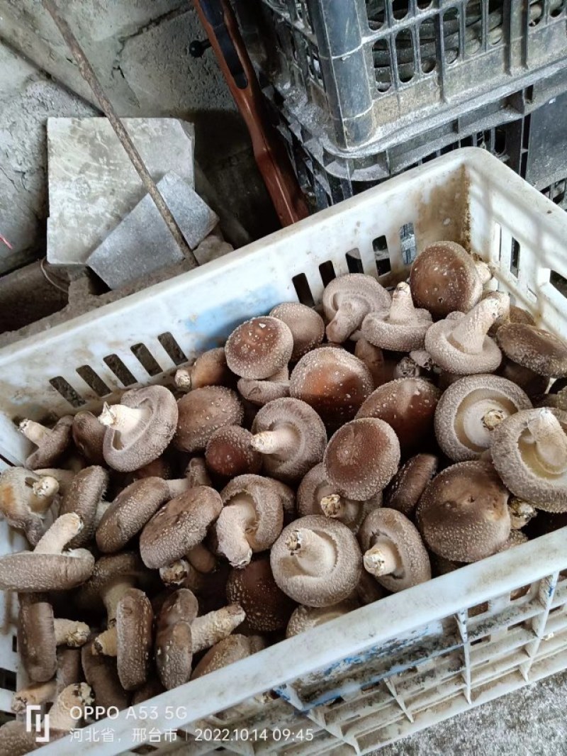 家庭农场香茹