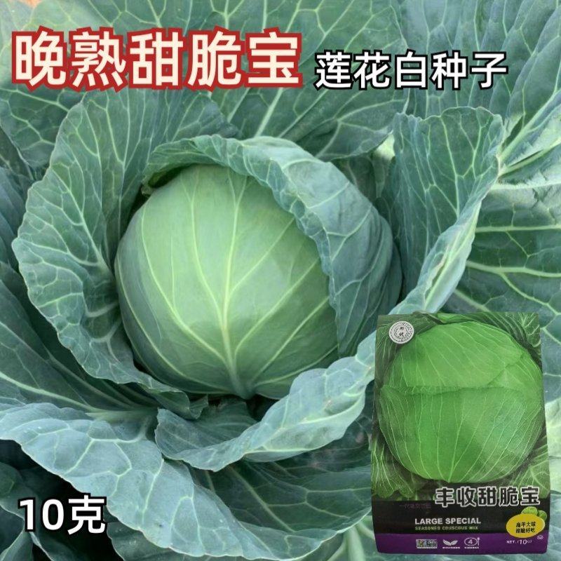 丰收甜脆宝甘蓝种子扁平大球甜脆85天6-8公斤生食味佳