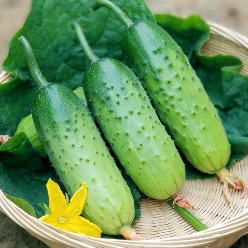 串铃地叶三黄瓜种子中早熟耐热胡瓜唐瓜种籽春秋地架瓜果蔬菜