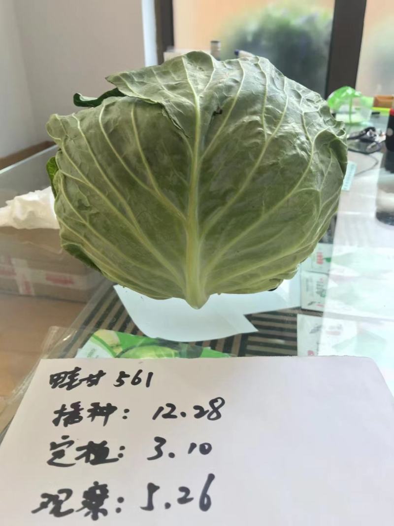 丰收甜脆宝甘蓝种子扁平大球甜脆85天6-8公斤生食味佳