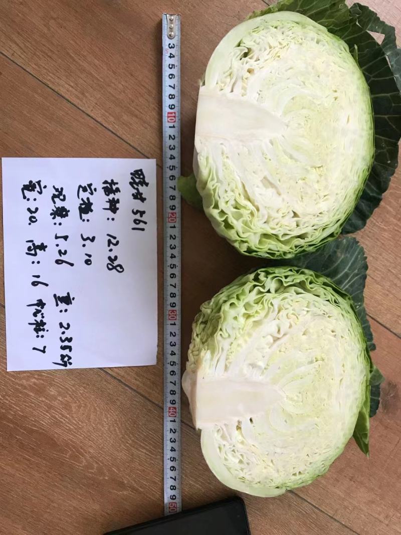 丰收甜脆宝甘蓝种子扁平大球甜脆85天6-8公斤生食味佳