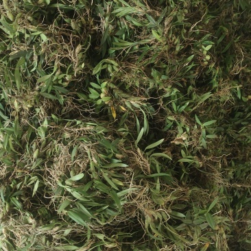 双叶小果石橄榄