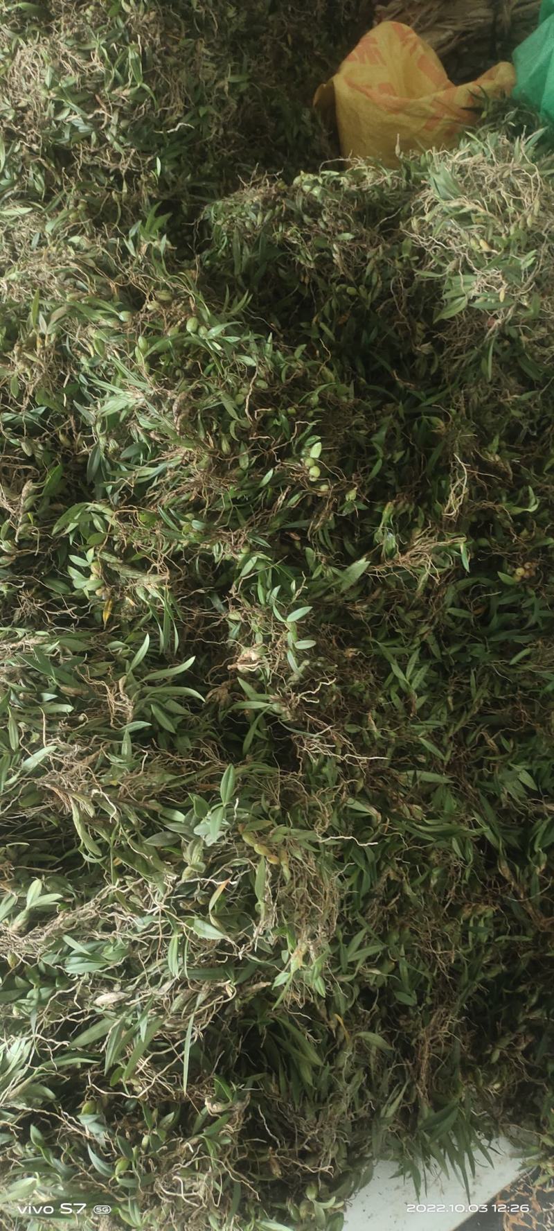 双叶小果石橄榄