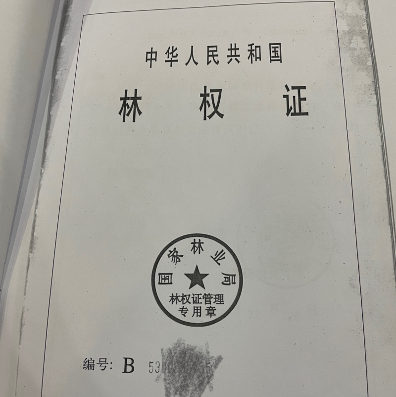 云南临沧50亩成熟沃柑果园80万亏本卖