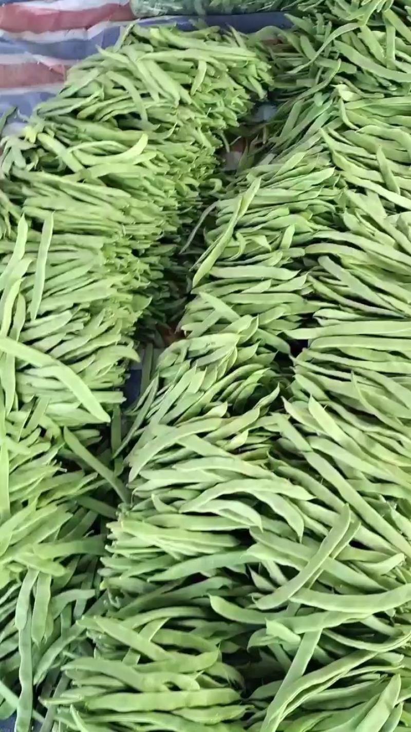 山东莘县精品芸豆扁青芸豆大量上市中质量好价格低廉