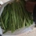 山东莘县精品芸豆扁青芸豆大量上市中质量好价格低廉