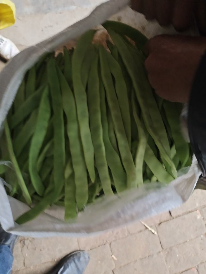 山东莘县精品芸豆扁青芸豆大量上市中质量好价格低廉