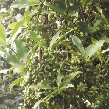 古龙大红八角嫁接苗基地直供支持大量批发量大优惠