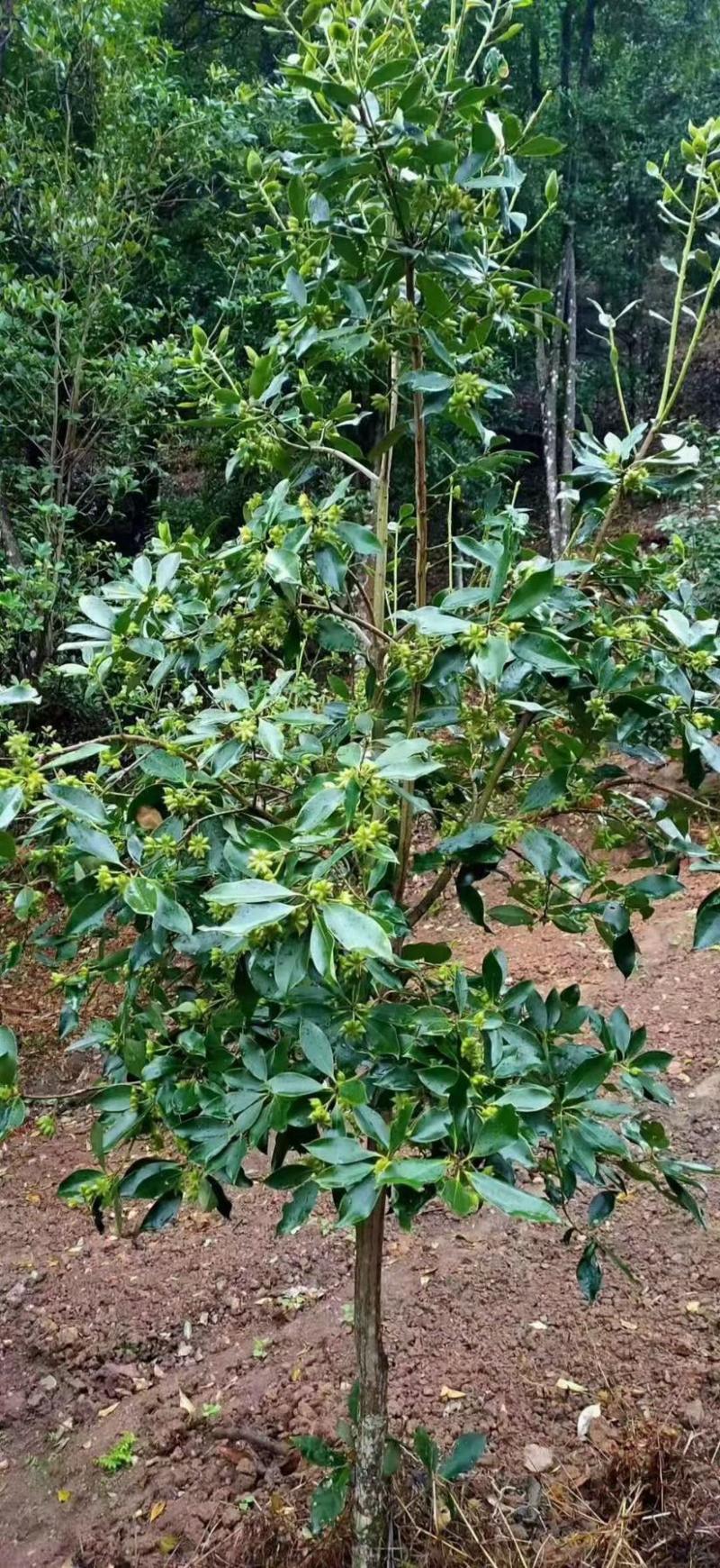 古龙大红八角嫁接苗基地直供支持大量批发量大优惠