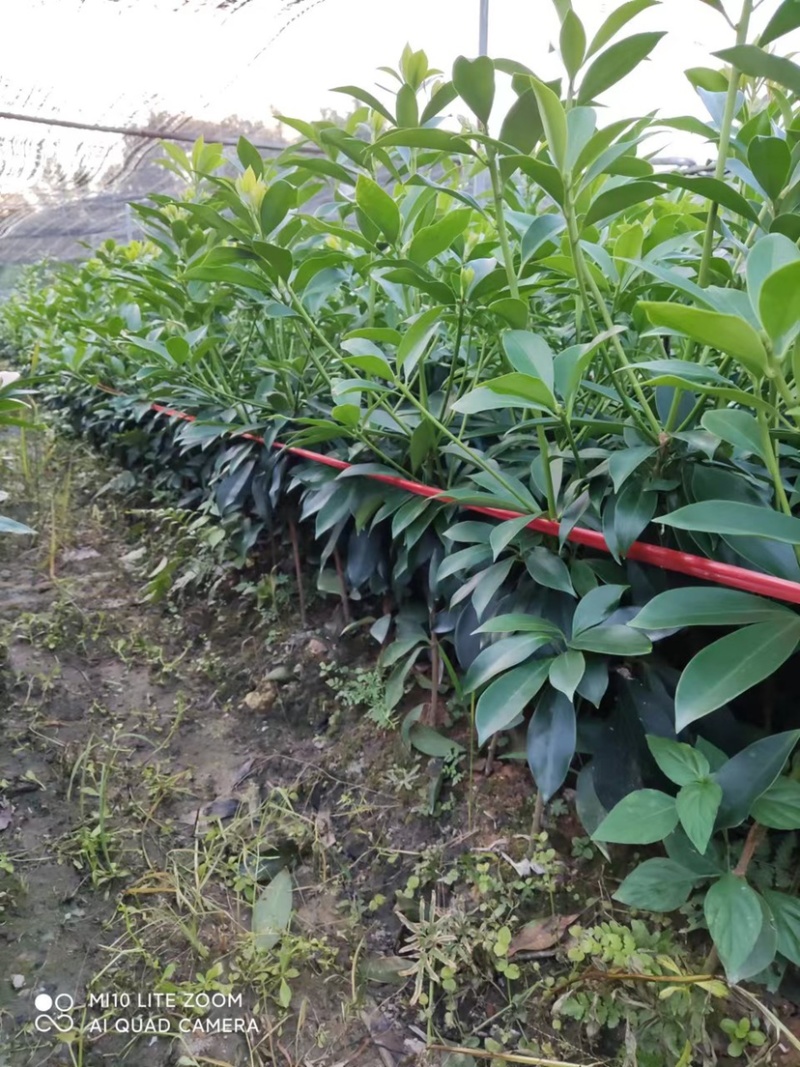 古龙大红八角嫁接苗基地直供支持大量批发量大优惠