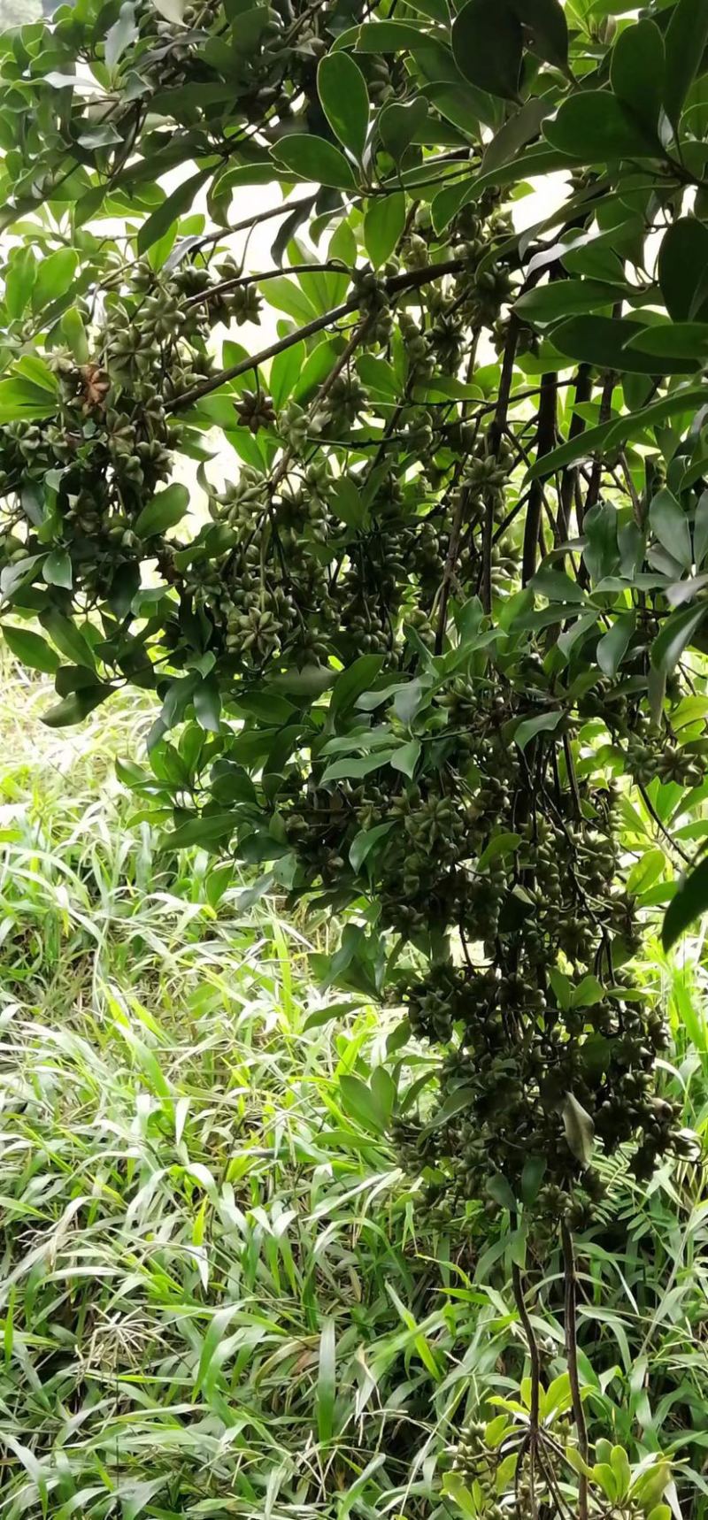 古龙大红八角嫁接苗基地直供支持大量批发量大优惠
