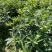 古龙大红八角嫁接苗基地直供支持大量批发量大优惠