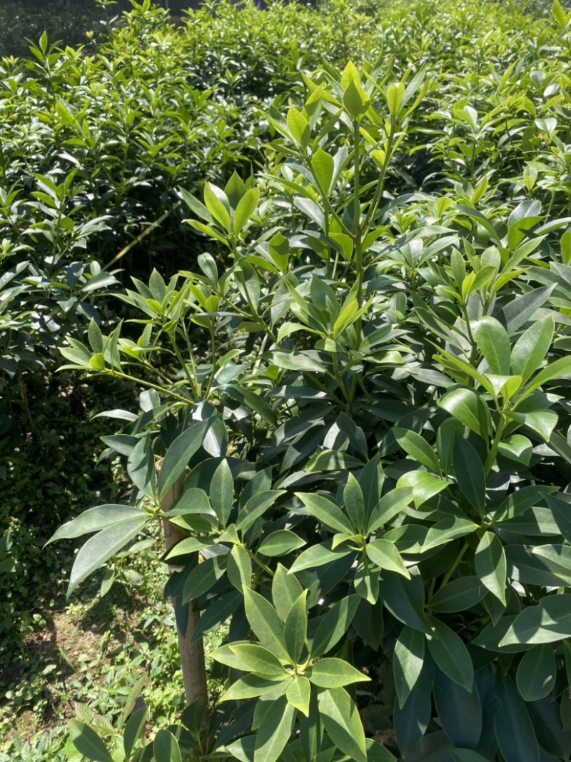 古龙大红八角嫁接苗基地直供支持大量批发量大优惠