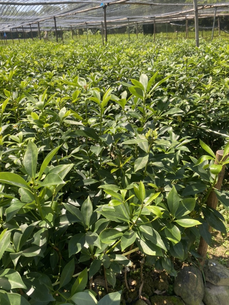 古龙大红八角嫁接苗基地直供支持大量批发量大优惠