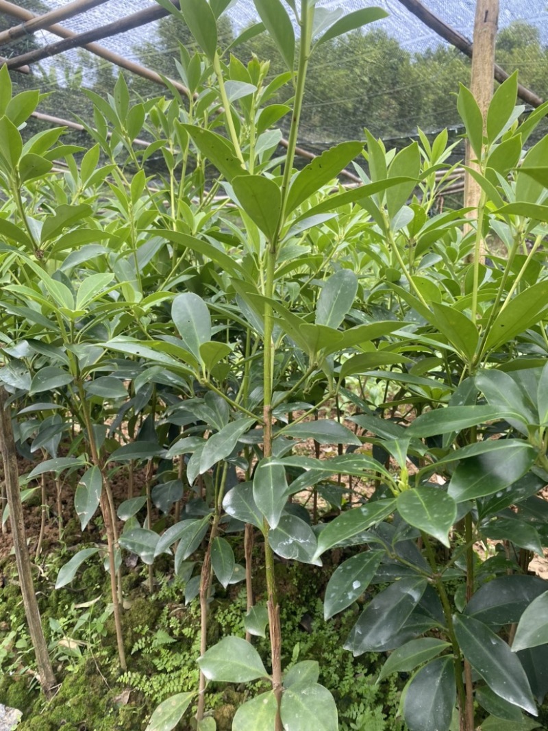 古龙大红八角嫁接苗基地直供支持大量批发量大优惠