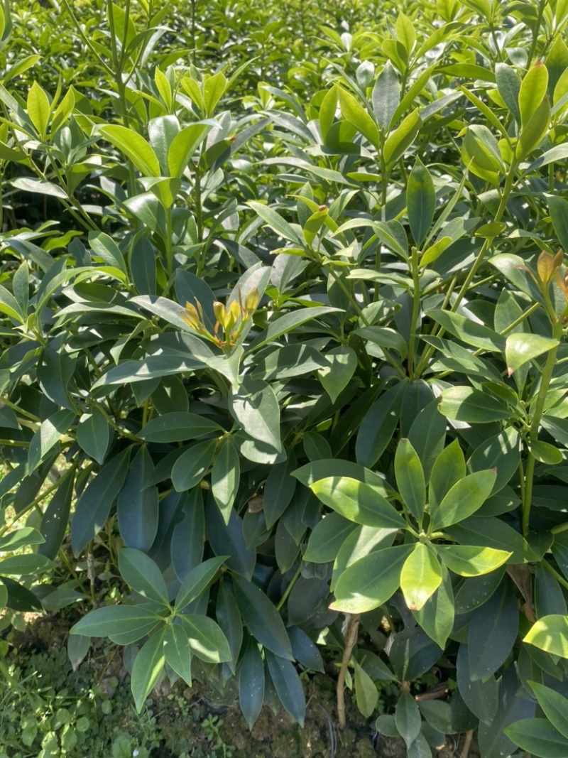 古龙大红八角嫁接苗基地直供支持大量批发量大优惠
