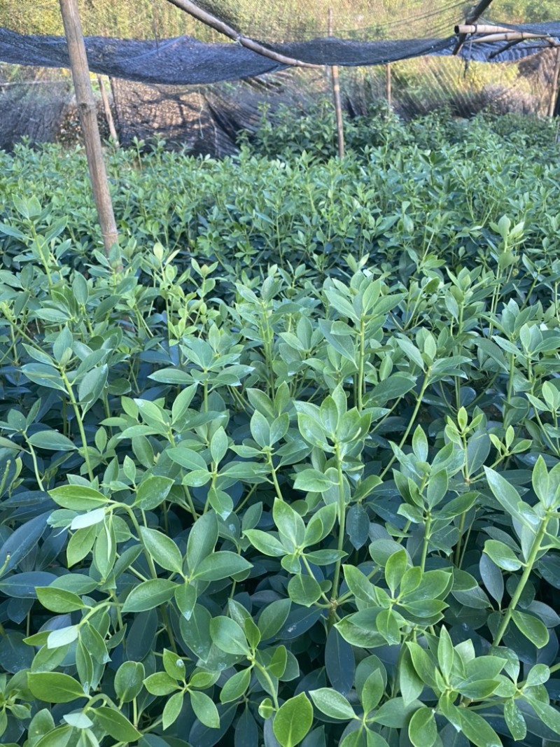 古龙大红八角嫁接苗基地直供支持大量批发量大优惠