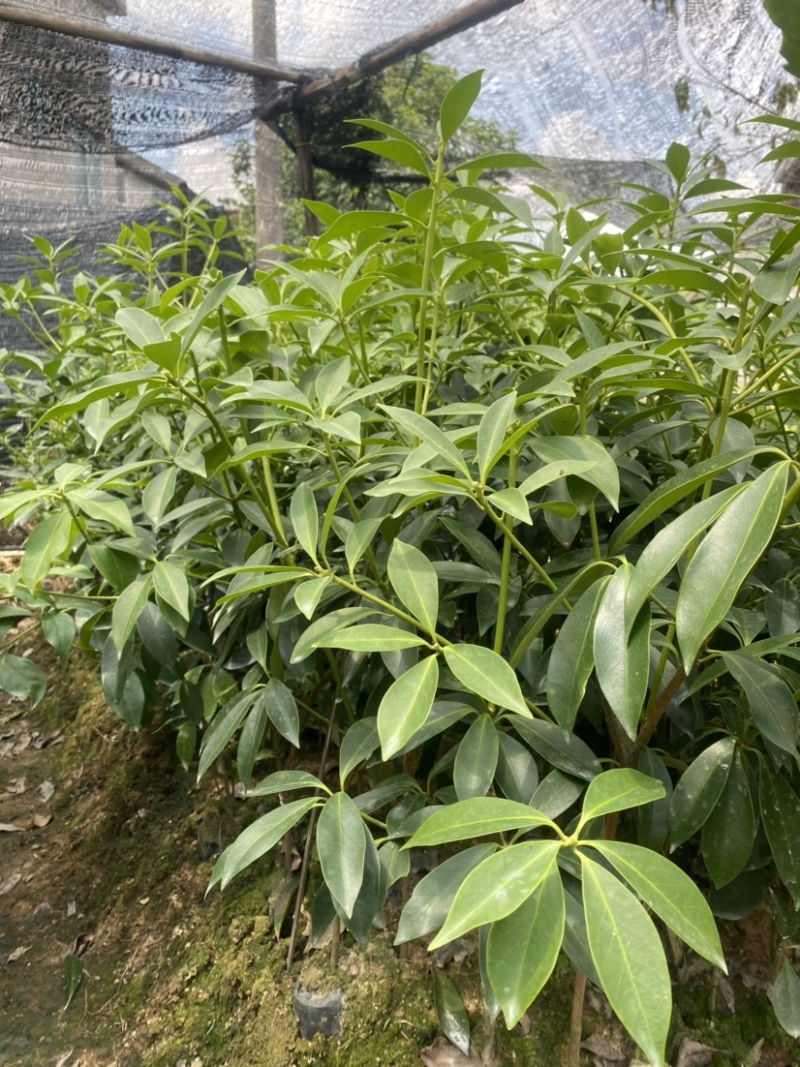 古龙大红八角嫁接苗基地直供支持大量批发量大优惠